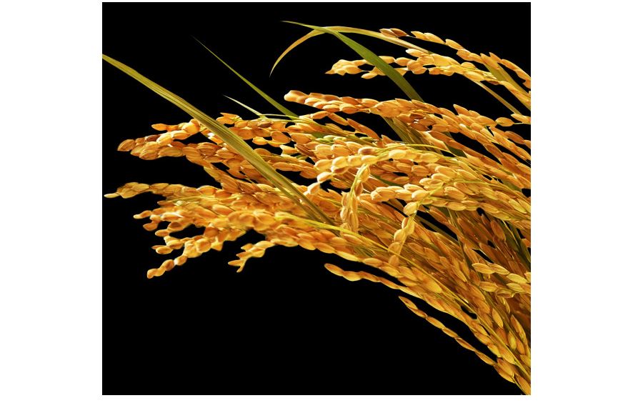 Nồi cơm điện Toshiba RC-18VST Nồi cơm điện Toshiba RC-18VST